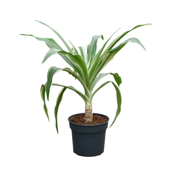 Crinum asiaticum 4CRASBU07