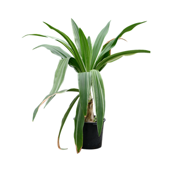 Crinum asiaticum 4CRASBU15