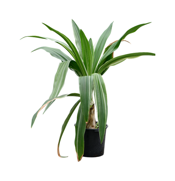Crinum asiaticum 4CRASBU15