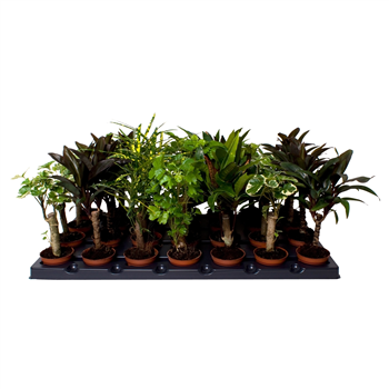 Croton (Codiaeum) mix F00001963