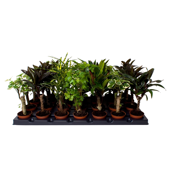 Croton (Codiaeum) mix F00001963