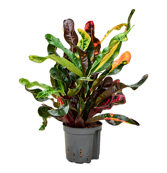 Croton (Codiaeum) variegatum 'Mammi' 2CRMABP13