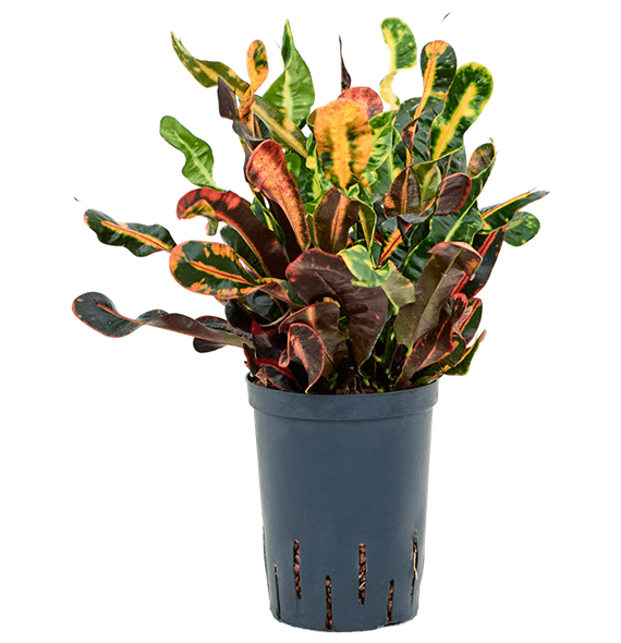 Croton (Codiaeum) variegatum 'Mammi' 1CRMABP15