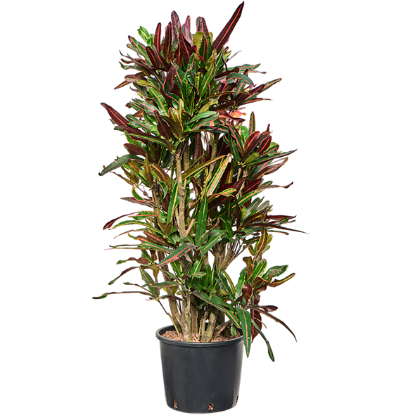 Croton (Codiaeum) variegatum 'Mammi' 1CRMAVT35
