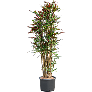 Croton (Codiaeum) variegatum 'Mammi' 1CRMAVT42