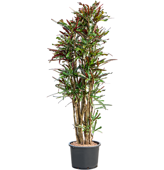 Croton (Codiaeum) variegatum 'Mammi' 1CRMAVT42