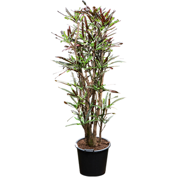 Croton (Codiaeum) variegatum 'Mammi' 4COMAVT64