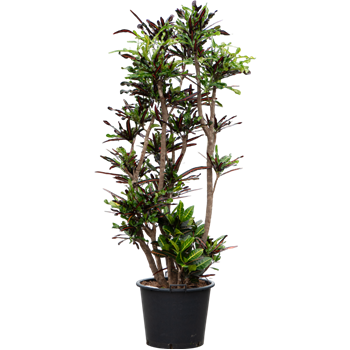 Croton (Codiaeum) variegatum 'Mammi' 4COMAVT72