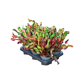 Croton (Codiaeum) variegatum 'Mammi' 6/tray 4COMABP12