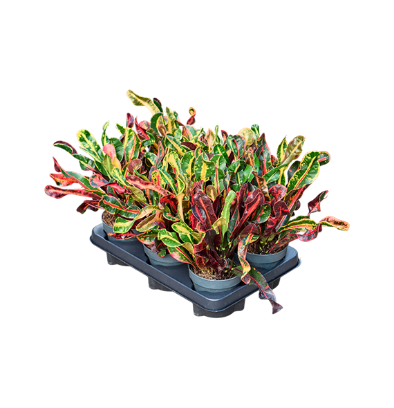 Croton (Codiaeum) variegatum 'Mammi' 6/tray 4COMABP12