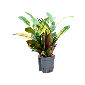 Croton (Codiaeum) variegatum 'Mrs Iceton' 2CRICBP13