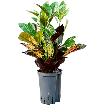 Croton (Codiaeum) variegatum 'Mrs Iceton' 1CRICBP15