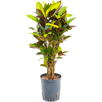 Croton (Codiaeum) variegatum 'Mrs Iceton' 1CRICVT05