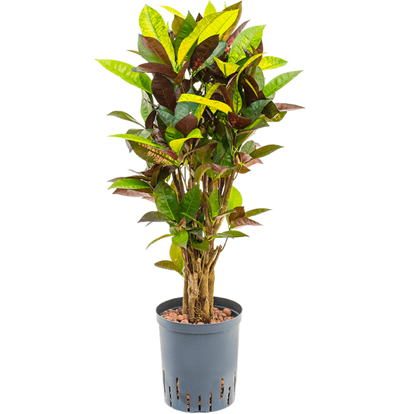 Croton (Codiaeum) variegatum 'Mrs Iceton' 1CRICVT05