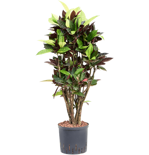 Croton (Codiaeum) variegatum 'Mrs Iceton' 1CRICVT09