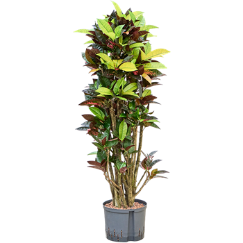 Croton (Codiaeum) variegatum 'Mrs Iceton' 1CRICVT11