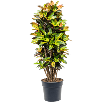 Croton (Codiaeum) variegatum 'Mrs Iceton' 4COICVT48