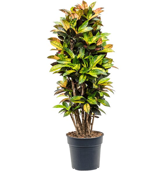 Croton (Codiaeum) variegatum 'Mrs Iceton' 4COICVT48