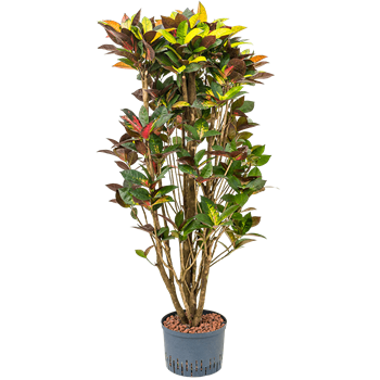 Croton (Codiaeum) variegatum 'Mrs Iceton' 1CRICVT12