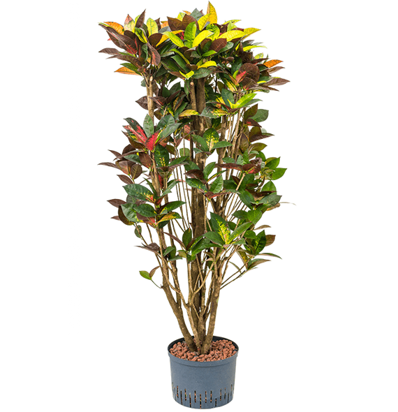 Croton (Codiaeum) variegatum 'Mrs Iceton' 1CRICVT12