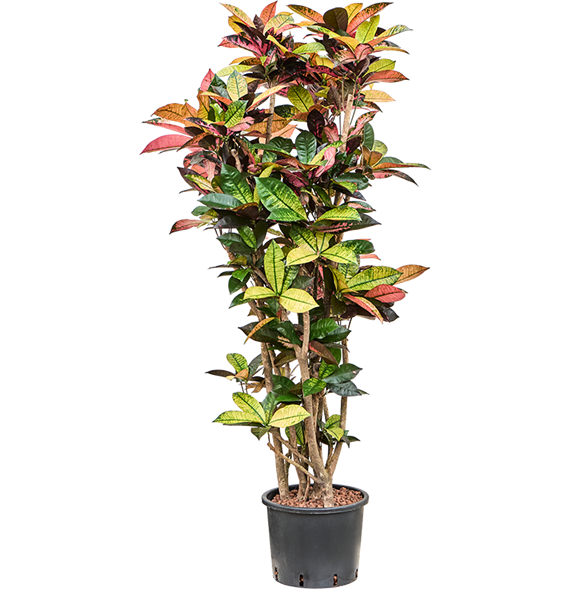 Croton (Codiaeum) variegatum 'Mrs Iceton' 1CRICVT13