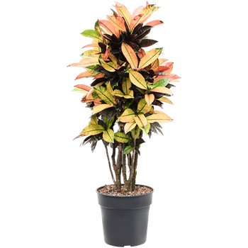 Croton (Codiaeum) variegatum 'Mrs Iceton' (105-135cm) 4COICVT44