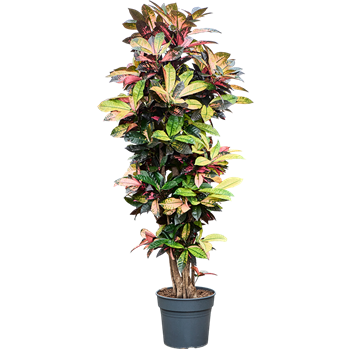 Croton (Codiaeum) variegatum 'Mrs Iceton' (180-200) 4COICVT50