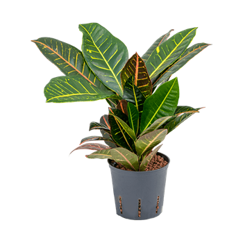 Croton (Codiaeum) variegatum 'Petra' 2CRPE1T15