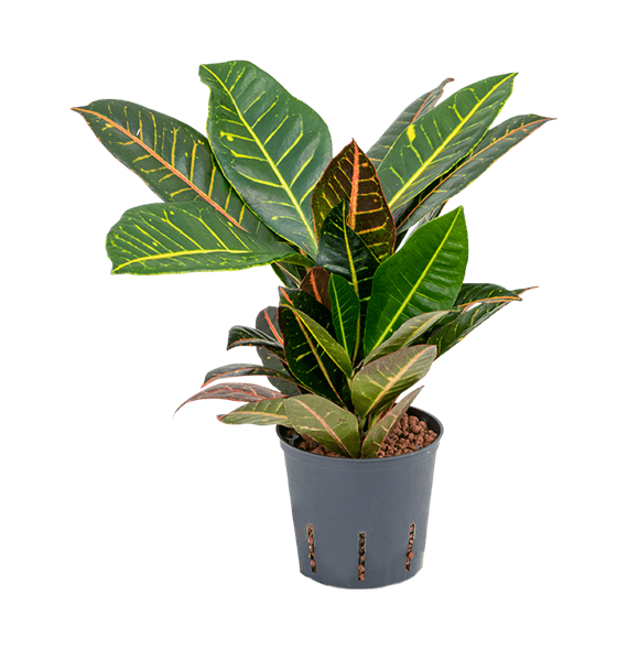 Croton (Codiaeum) variegatum 'Petra' 2CRPE1T15