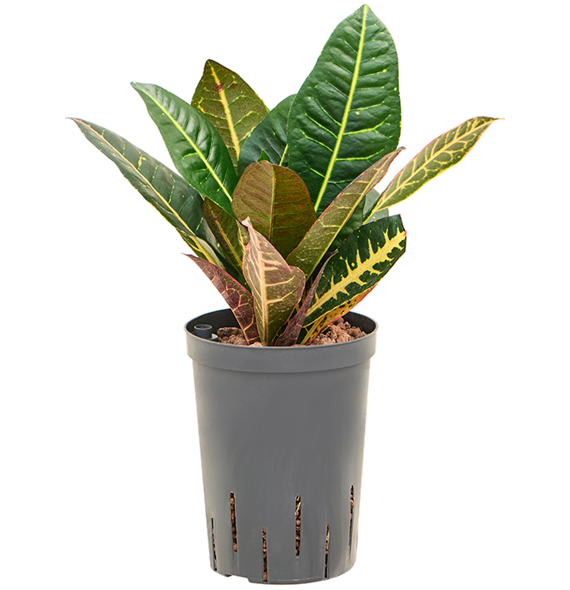 Croton (Codiaeum) variegatum 'Petra' 1CRPEBP10