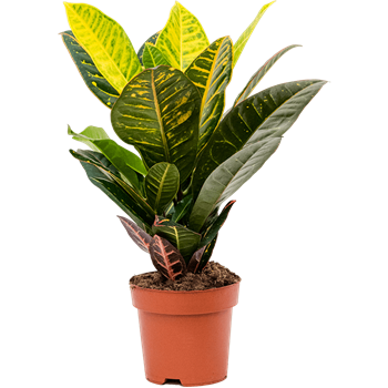 Croton (Codiaeum) variegatum 'Petra' 4COPEBP50