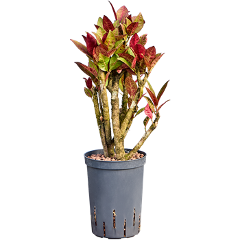 Croton (Codiaeum) variegatum 'Petra' 1CRPEVT14