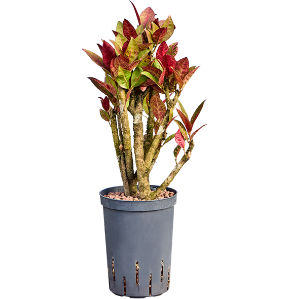 Croton (Codiaeum) variegatum 'Petra' 1CRPEVT14