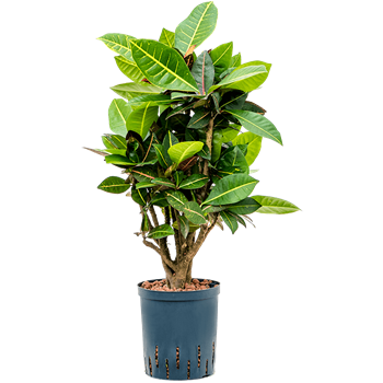 Croton (Codiaeum) variegatum 'Petra' 1CRPEVT16