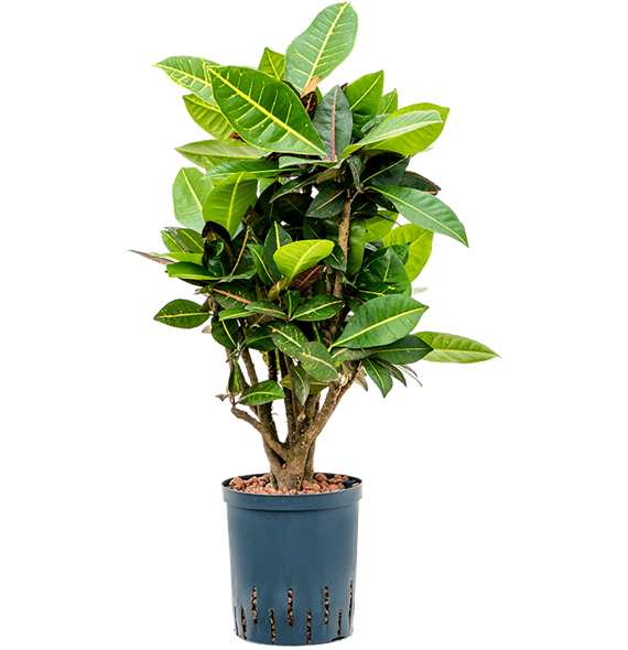 Croton (Codiaeum) variegatum 'Petra' 1CRPEVT16