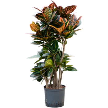 Croton (Codiaeum) variegatum 'Petra' 1CRPEVT20