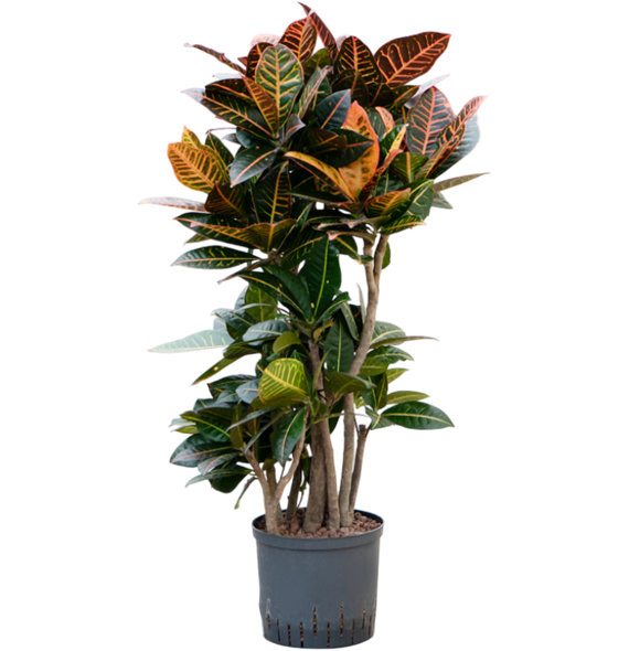 Croton (Codiaeum) variegatum 'Petra' 1CRPEVT20