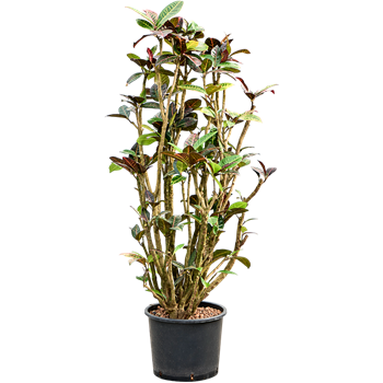 Croton (Codiaeum) variegatum 'Petra' 1CRPEVT40