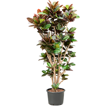 Croton (Codiaeum) variegatum 'Petra' 1CRPEVT44