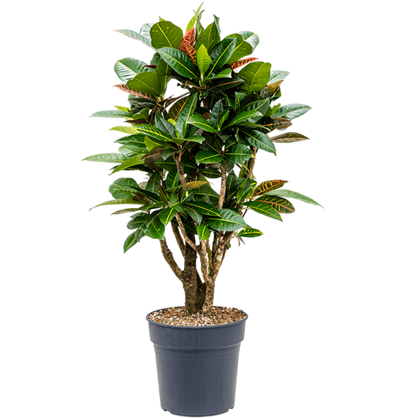 Croton (Codiaeum) variegatum 'Petra' (90-110) 4COPEVT13