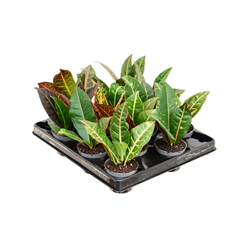 Croton (Codiaeum) variegatum 'Petra' 12/tray 4COPEBP06