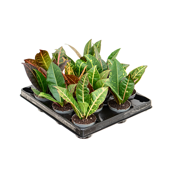 Croton (Codiaeum) variegatum 'Petra' 12/tray 4COPEBP06