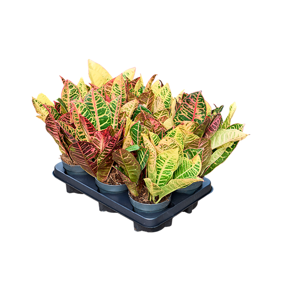 Croton (Codiaeum) variegatum 'Petra' 6/tray 4COPEBP11
