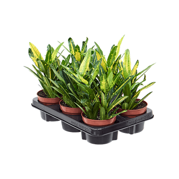 Croton (Codiaeum) variegatum 'Sunny Star' 6/tray 4COSSBP12