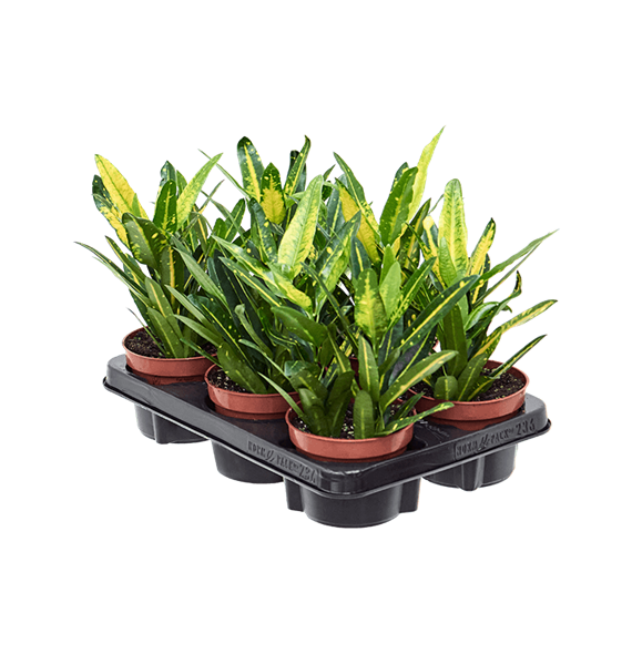 Croton (Codiaeum) variegatum 'Sunny Star' 6/tray 4COSSBP12