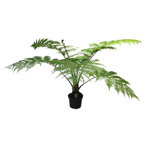 Cyathea cooperi F00003243