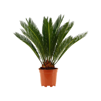 Palma Cikas revoluta F00000533