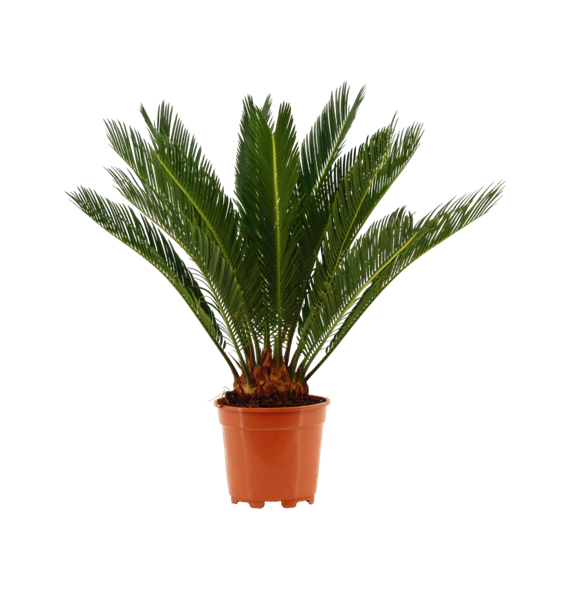 Palma Cikas revoluta F00000533