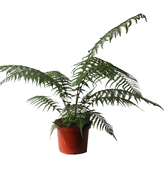 Dicksonia antarctica F00002349