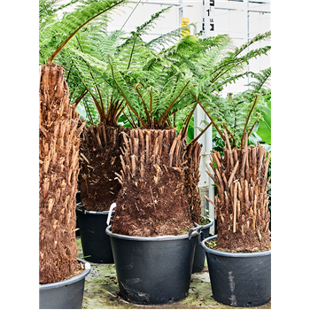 Dicksonia antarctica 4DIANRS14